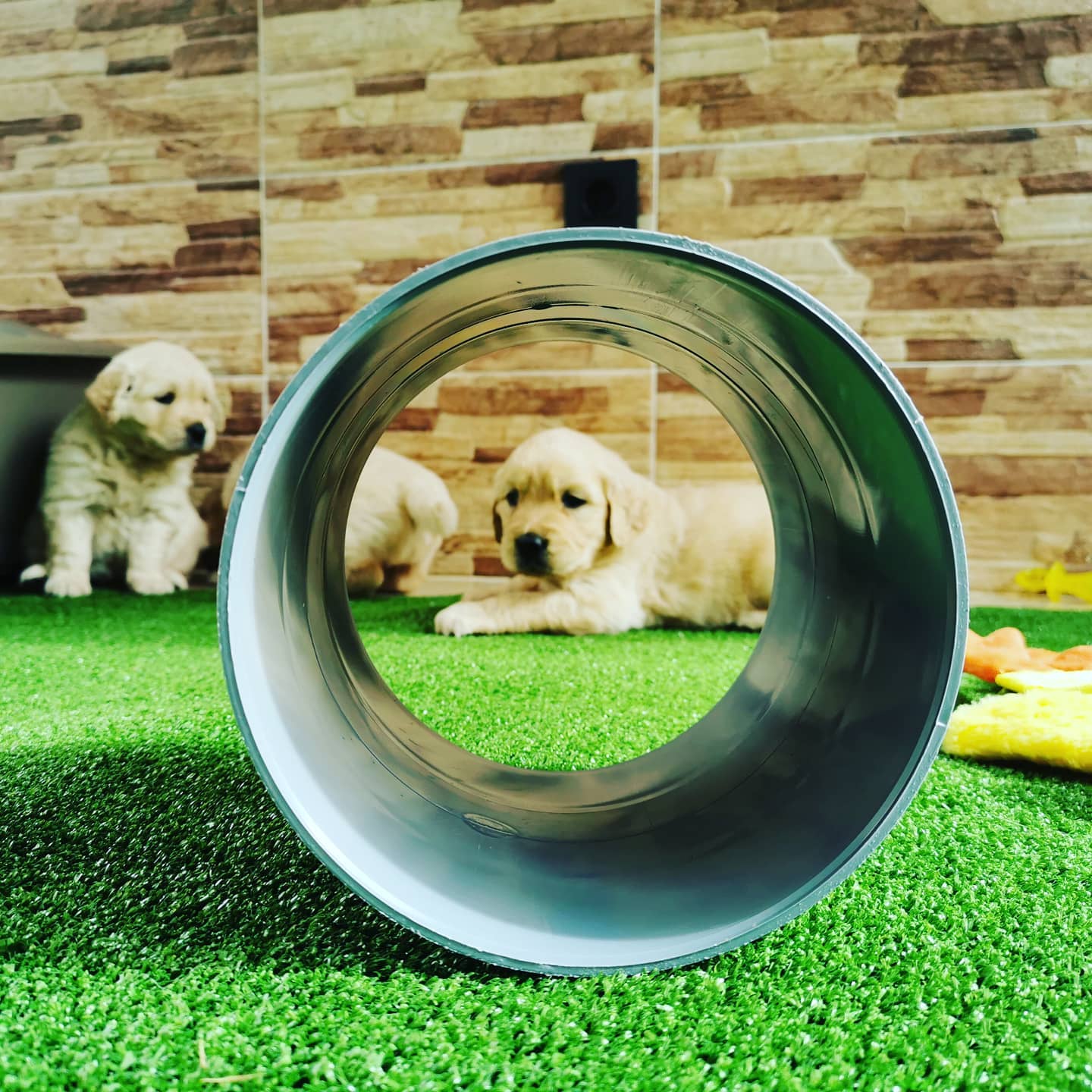 125862619_3926387067393916_4756829208948762519_n