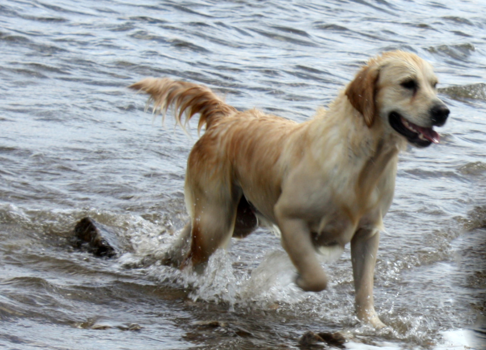 Golden Retriever Carnaval Dorado