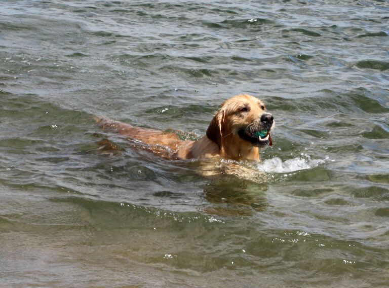 Mantén fresco a tu Golden Retriever