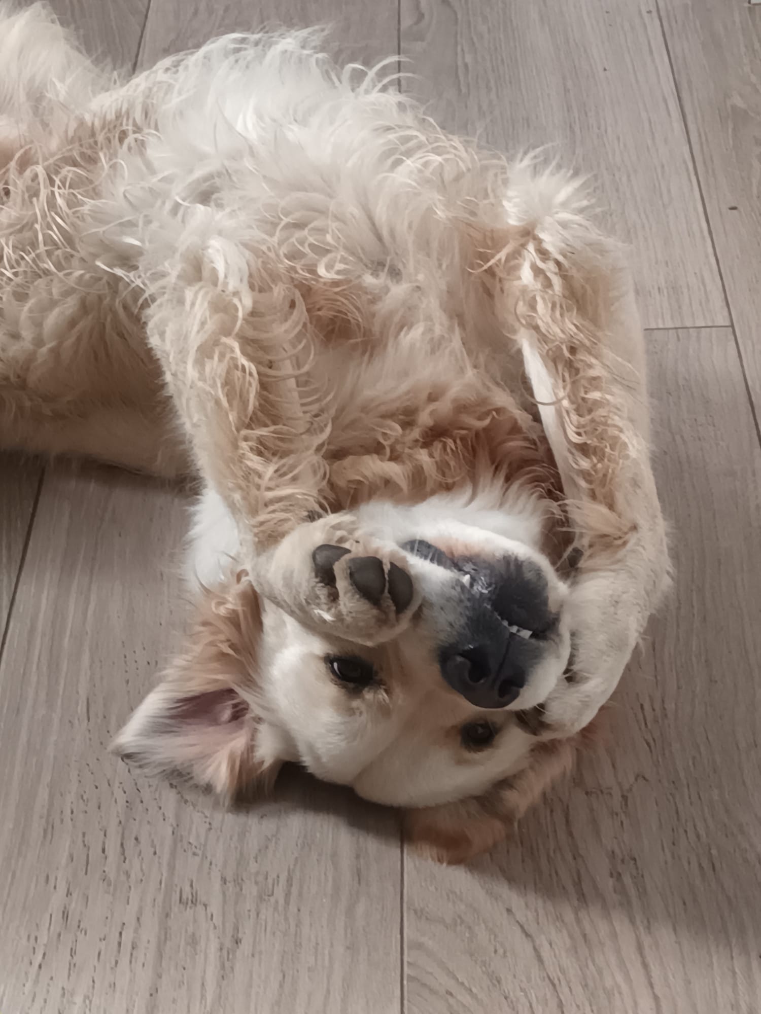 golden retriever madrid