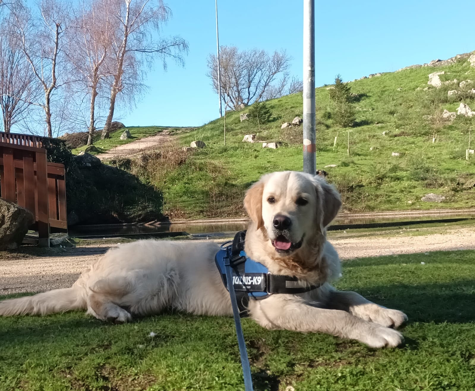 hembra golden retriever