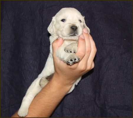 Cachorro Azul Oscuro de Lola con 24 dias