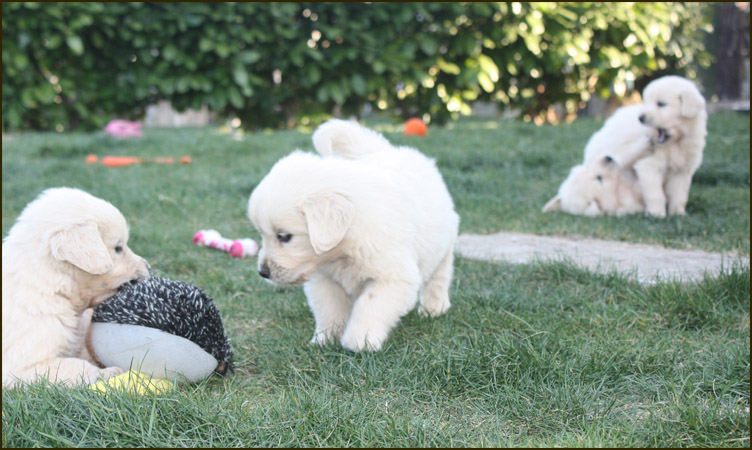 Cachorros Diva 34 dias 3