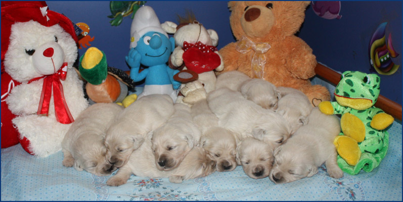 Cachorros Diva con 16 dias