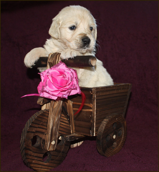 Cachorros Diva con 28 dias Rosa