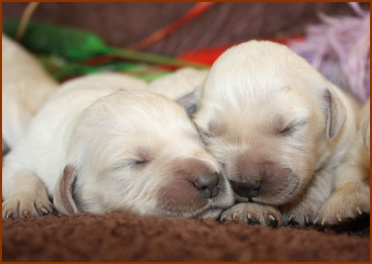 Cachorros Diva con 5 dias 6