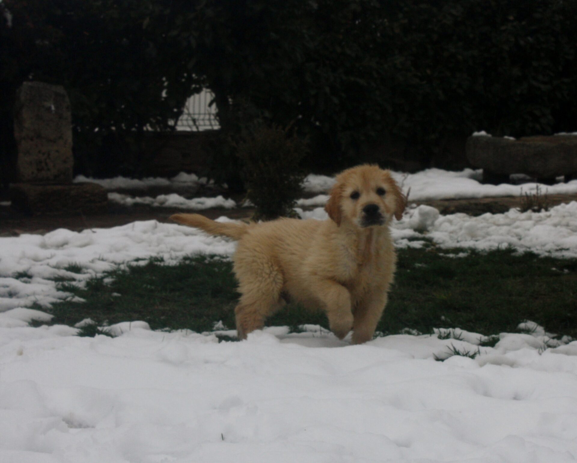 Carnaval Dorado Scout Boy