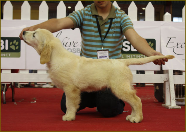 Dylan Oviedo 2012, 2