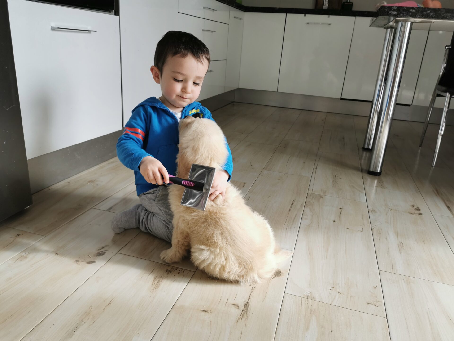 Cepillado y cuidado del Golden Retriever