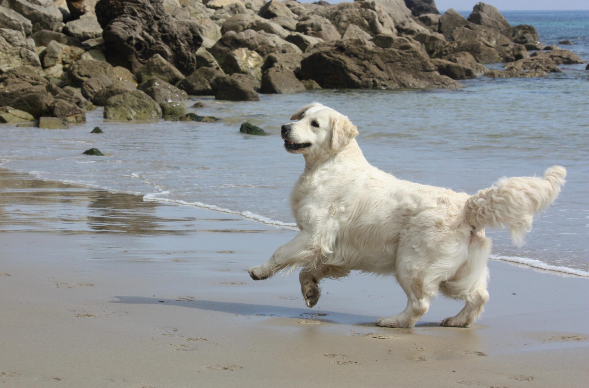 Zampanzar Color Me Rose