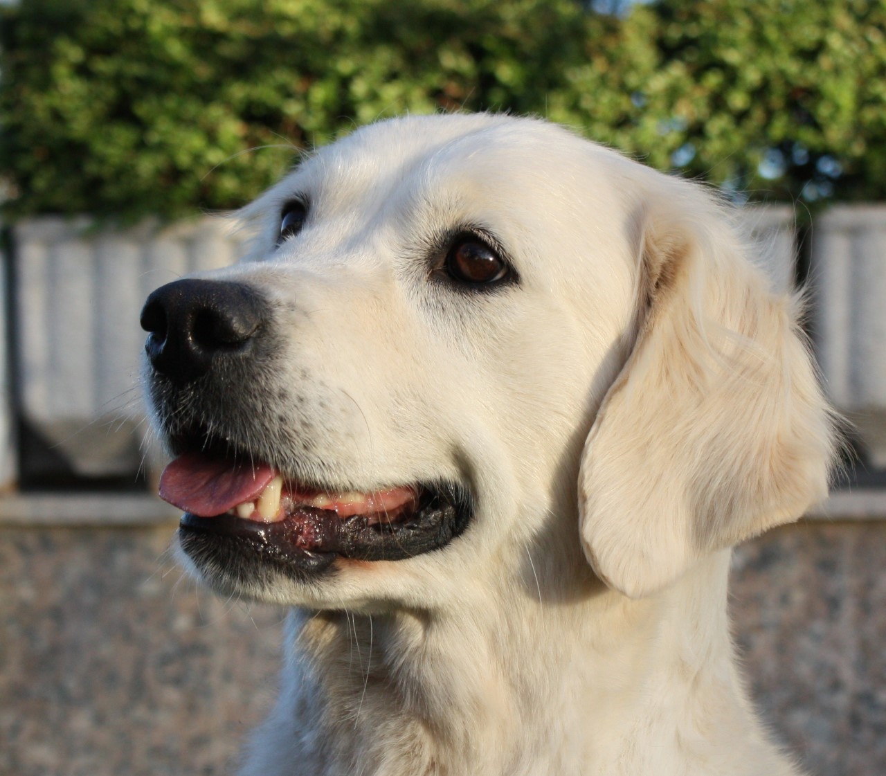 thumbnail_Blonde hembras