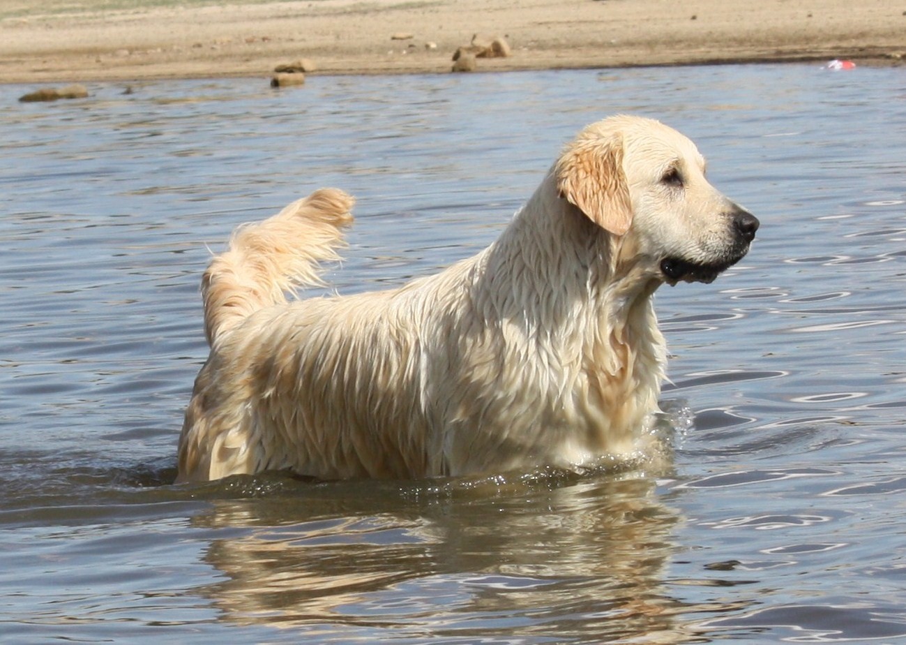 thumbnail_Carnaval Dorado 100 _ Dream 2