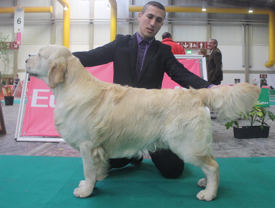 thumbnail_Pepo (J Ch Carnaval Dorado Scout Boy)