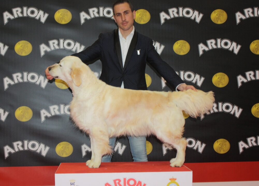 Alice campeona Golden Retriever Carnaval Dorado