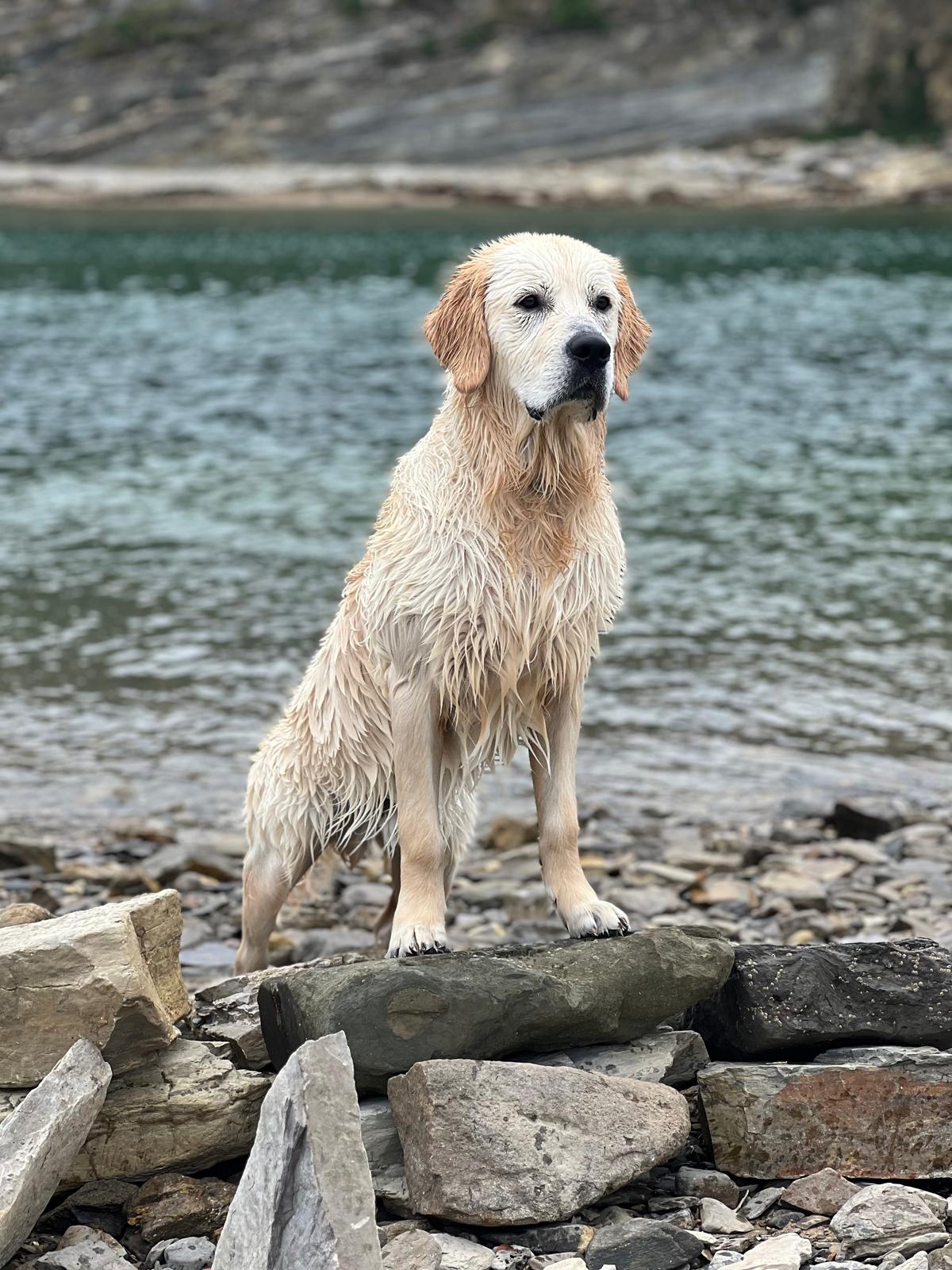 Joven golden retriever Carnaval Dorado