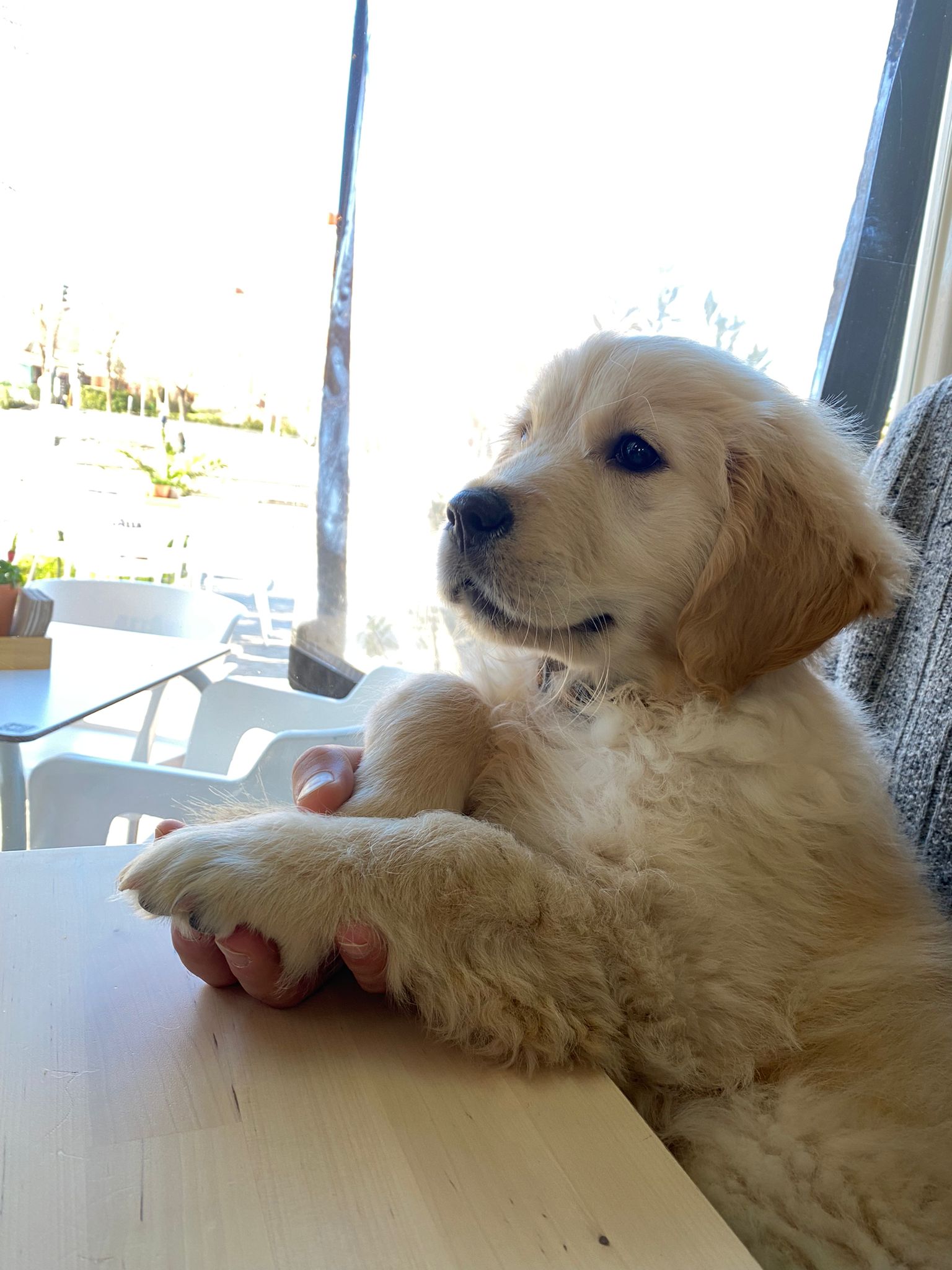 Cachorro Golden Retriever Carnaval Dorado
