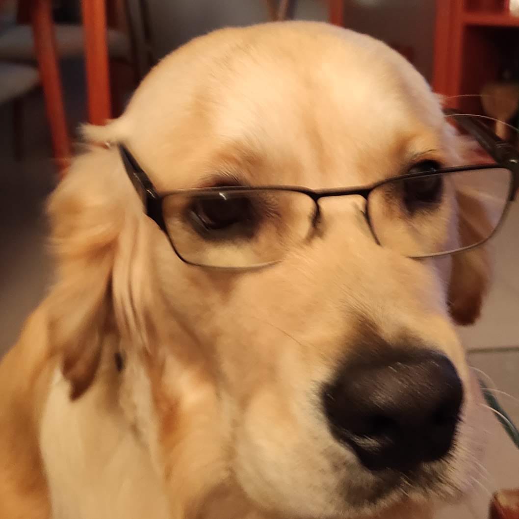 Golden Retriever Madrid