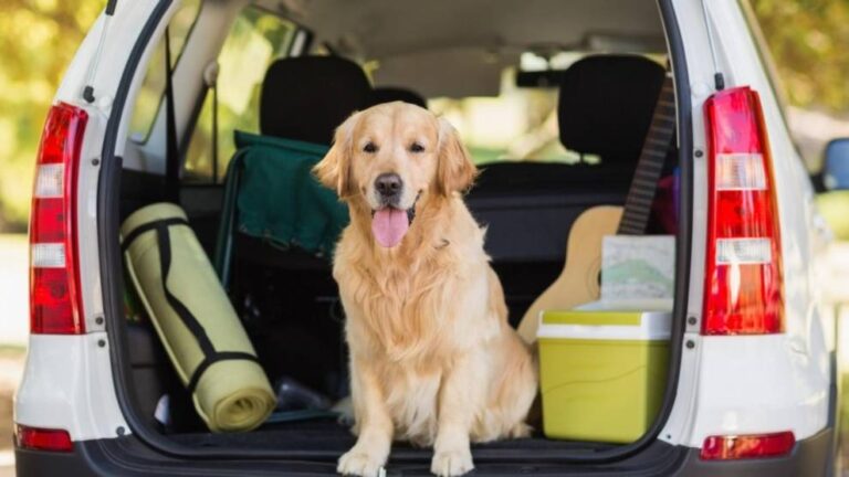 Viajar en coche con perro
